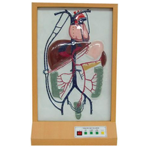 Portal vein collateral circulation electric model